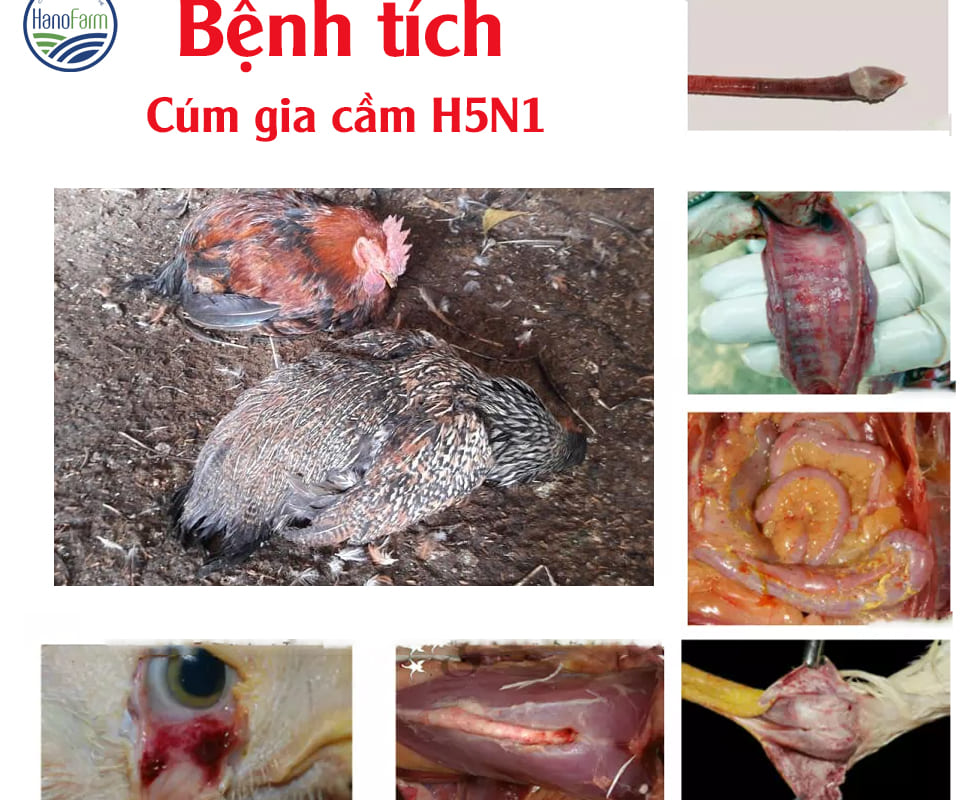 bệnh tích bên trong của cúm gia cầm trên gà