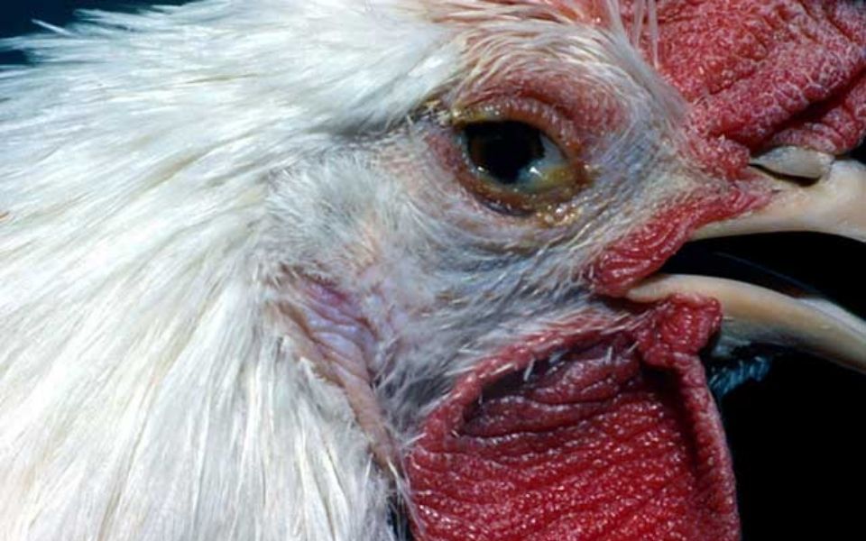 Mắt có dịch nhầy, mí mắt sưng