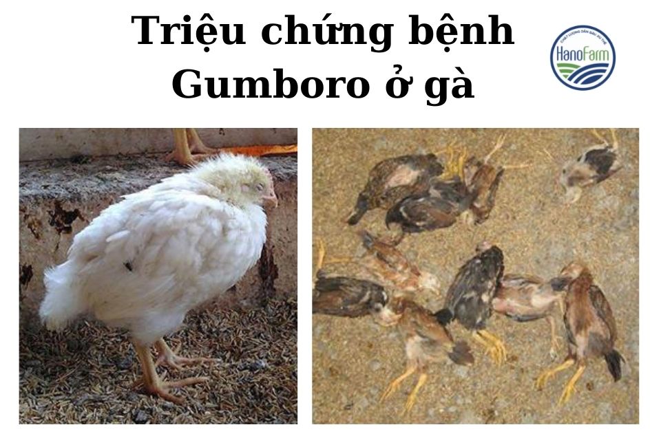 benh-gumboro-o-ga-trieu-chung