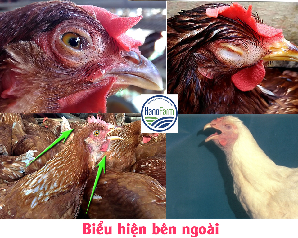 Bệnh ILT trên gà