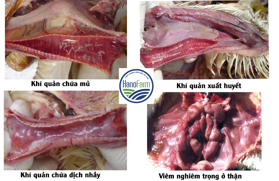 Bênh ib trên gà