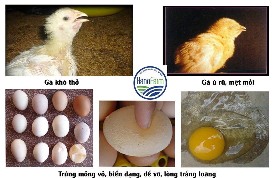 Bênh ib trên gà