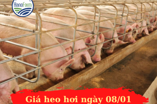 Giá heo hơi ngày 8/1