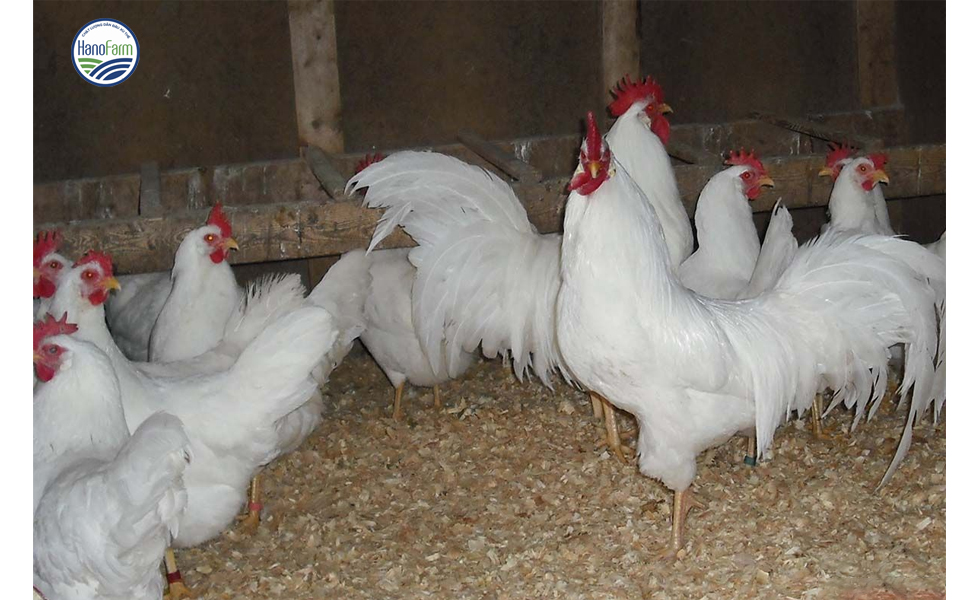 nuoi-ga-cong-nghiep-de-trung