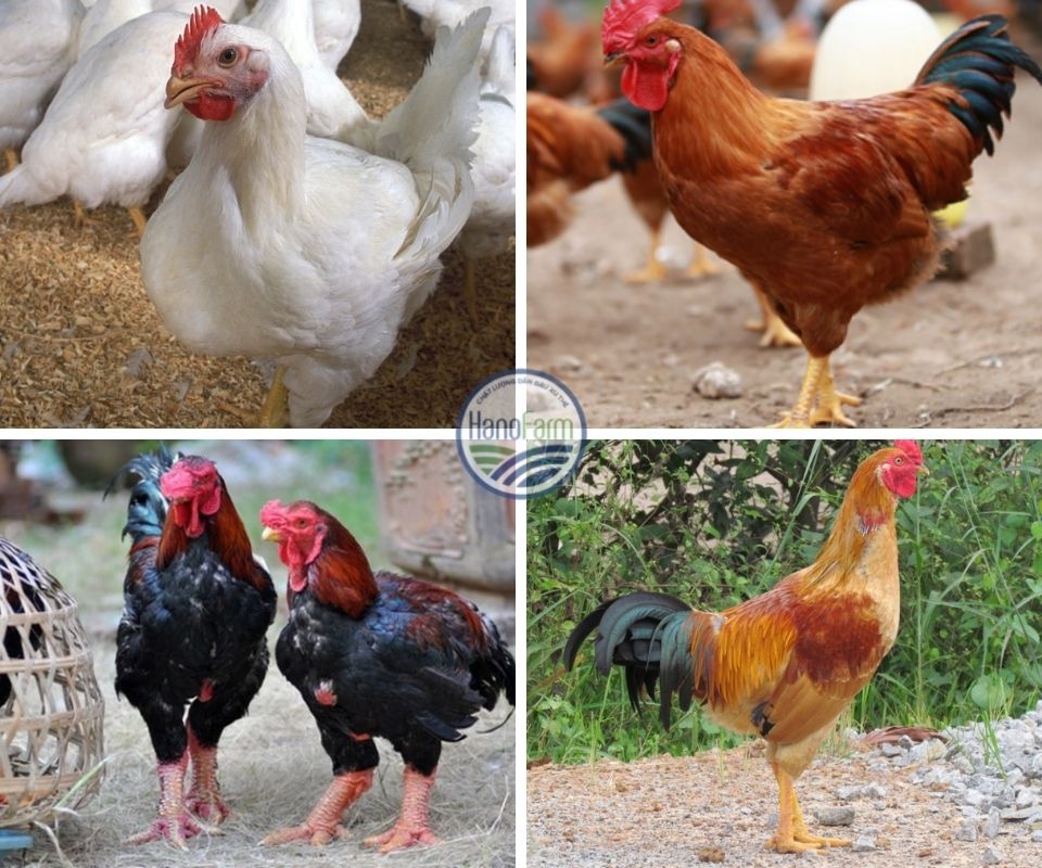 nuoi-ga-cong-nghiep-lay-thit