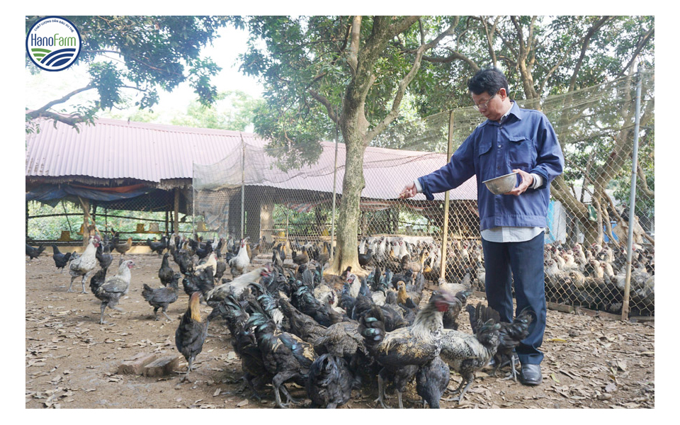 nuoi-ga-hmong.1