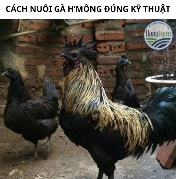 nuoi-ga-hmong