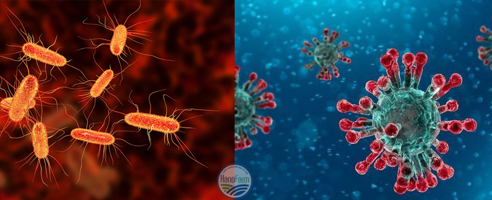 benh-tieu-chay-o-lon-con-sau-cai-sua-do-vi-khuan-virus